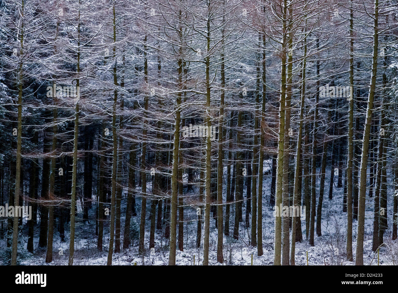 Snow Encrusted Trees in Macclesfield Forest Stock Photo Alamy