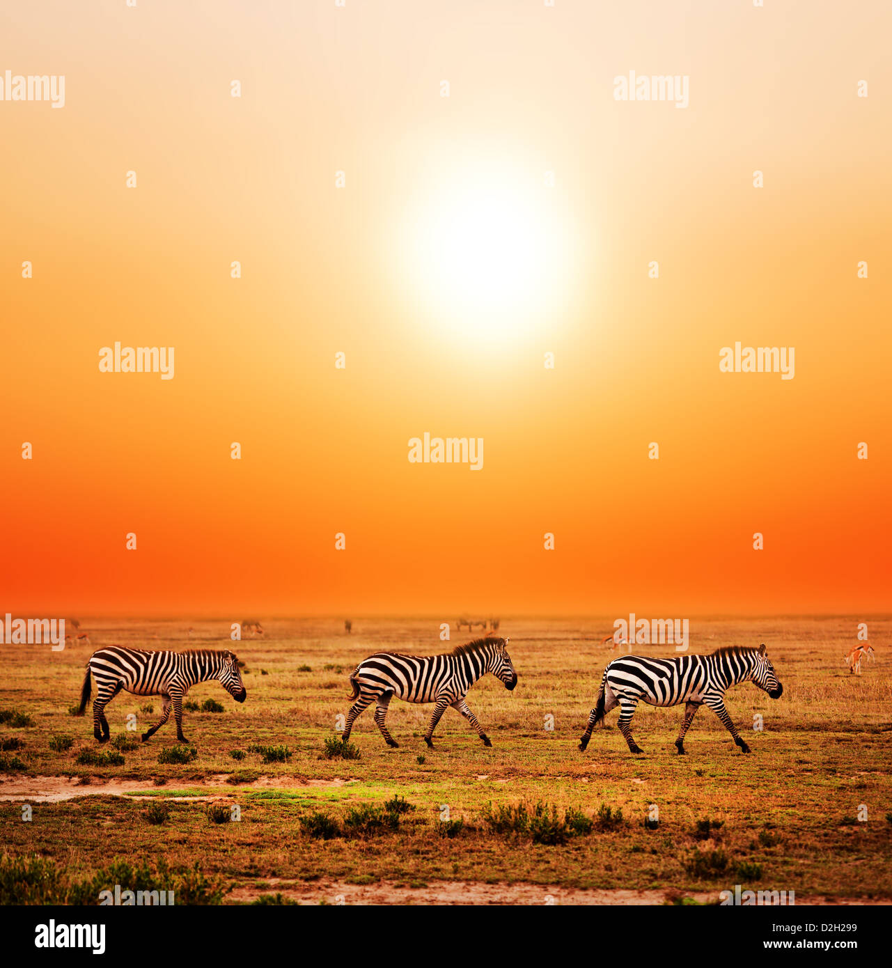 Zebras herd on savanna at sunset, Africa. Safari in Serengeti, Tanzania ...