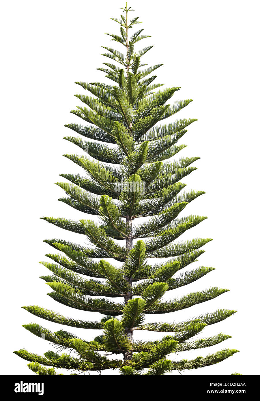 Norfolk Island Pine (Araucaria heterophylla) isolated on white background Stock Photo Alamy