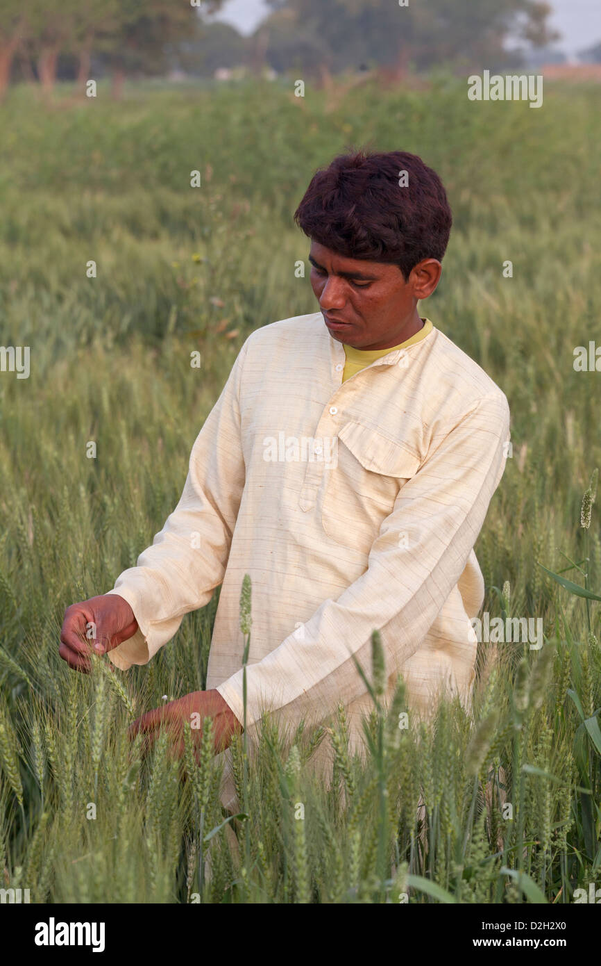 India,Uttar Pradesh, Agra, Farmer inspecting wheat crop Stock Photo