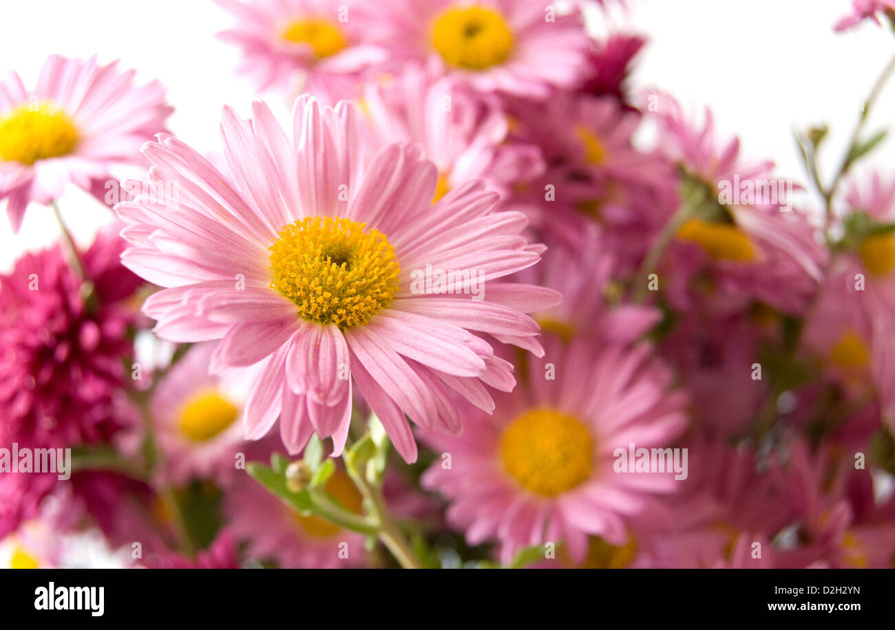 Flower of a pink chrysanthemum in a bouquet Stock Photo
