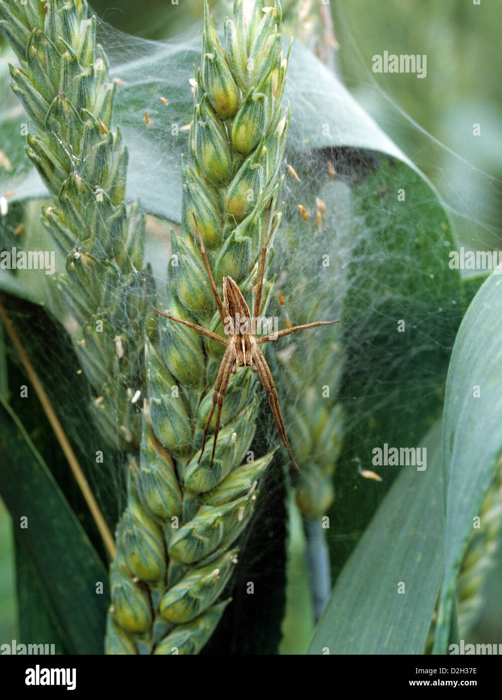 A hunting or wolf spider, Pisaura mirabilis, with a web constructed among ears of wheat Stock Photo
