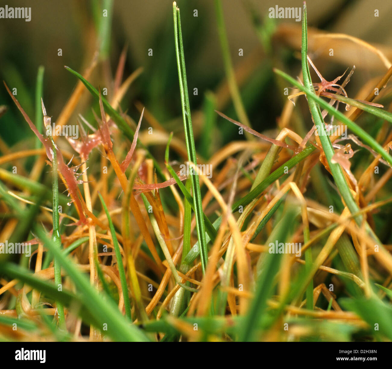 Turf grass with red thread, Laetisaria fuciformis, disease strands or threads on leaves Stock Photo