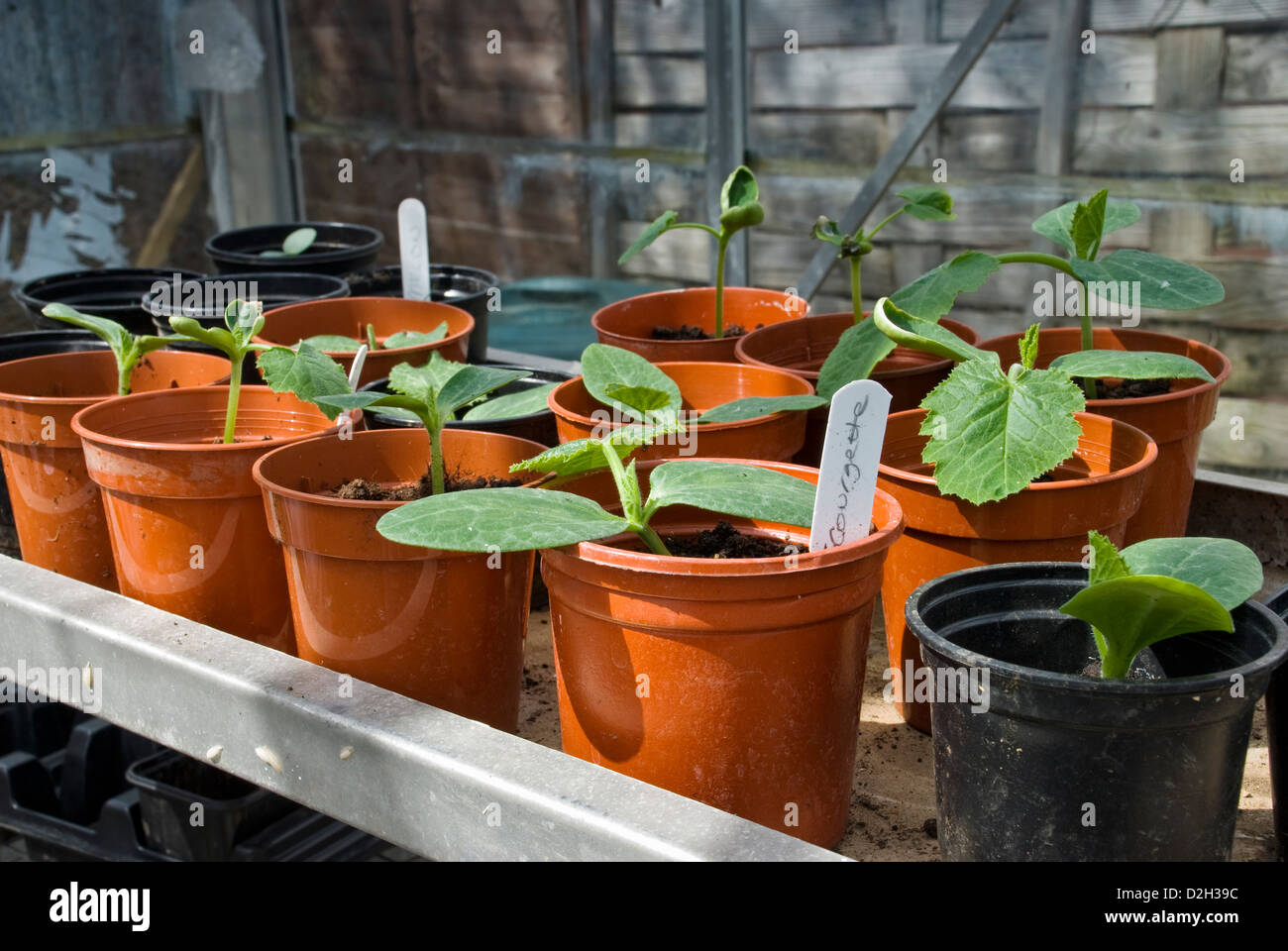 Young courgette seedlings potted up in greenhouse Stock Photo