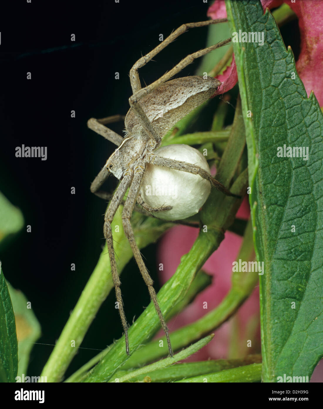 A hunting spider, Pisaura mirabilis, with her egg mass lying in wait for prey among leaves Stock Photo