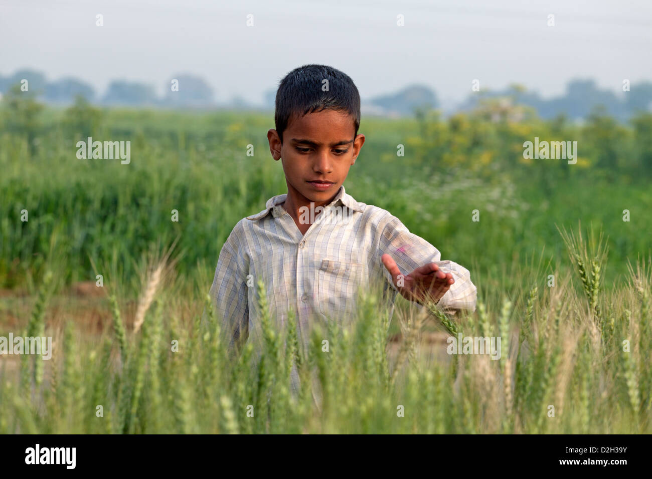 India, Uttar Pradesh, Agra, young child brushing his hand over wheat crop Stock Photo