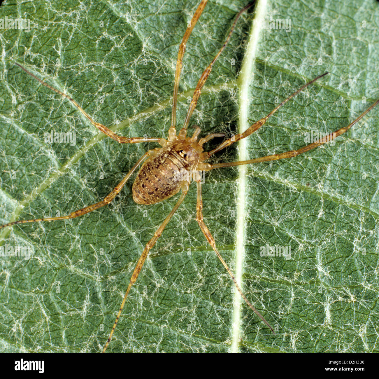 Harvestmen spider hi-res stock photography and images - Alamy