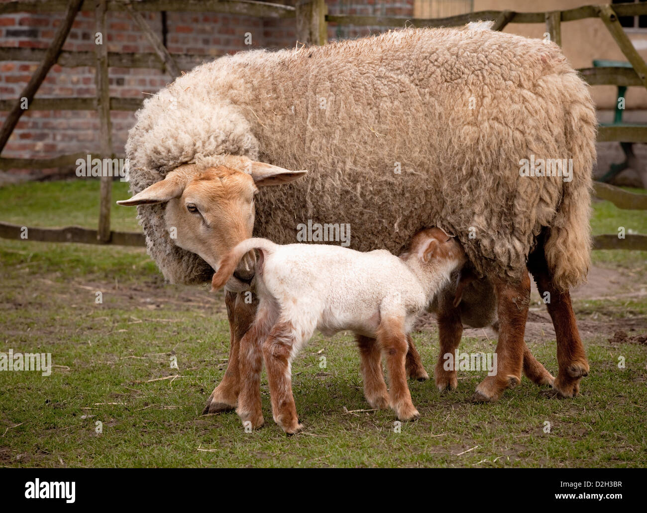 Sheep with new born lambs drinking milk from their mother