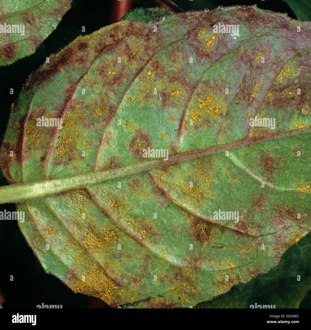 Fuchsia rust, Pucciniastrum epilobii, pustules and lesion on a Fuchsia leaf underside Stock Photo