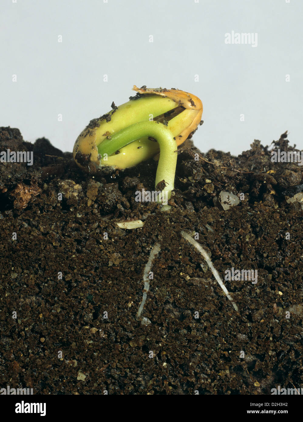 Green bean, paseolus vulgaris, seed germinating, roots developing and seed leaves about to open Stock Photo