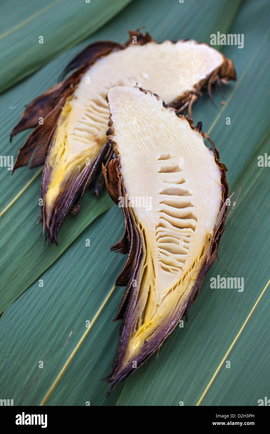 Edible bamboo shoots "phillostahys edules Stock Photo Alamy