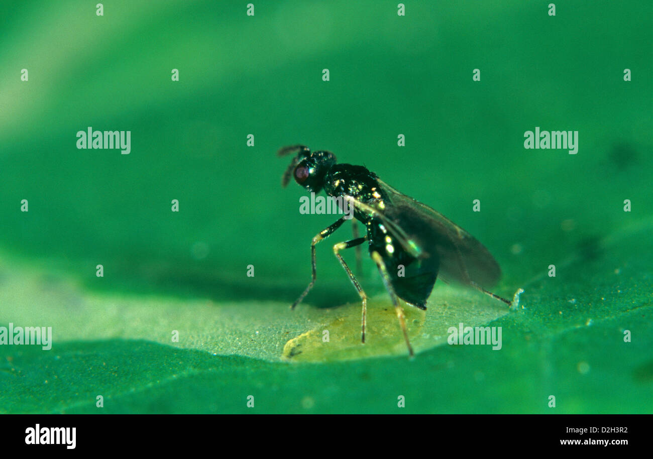 A parasitoid wasp, Diglyphus isaea, laying her egg in a leafminer larva Stock Photo