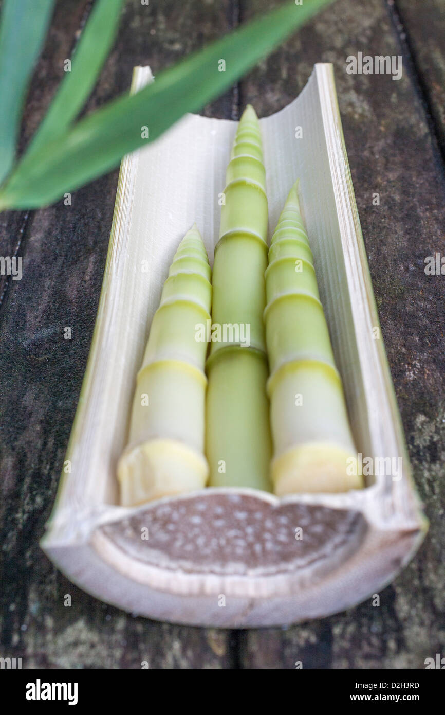 Edible bamboo shoots - 'Sasa Kurilensis'. Stock Photo