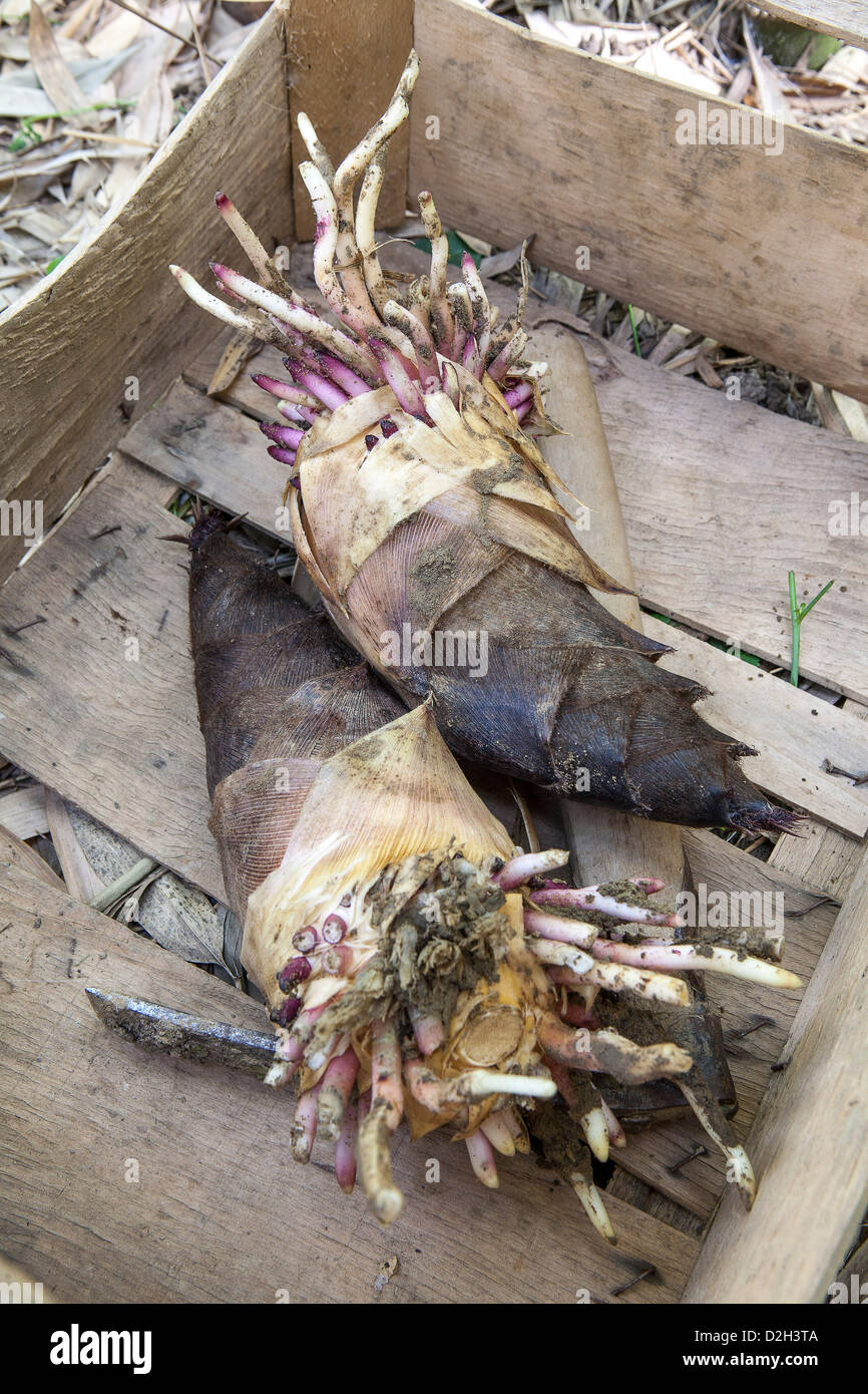 Edible bamboo shoots "phillostahys edules Stock Photo Alamy