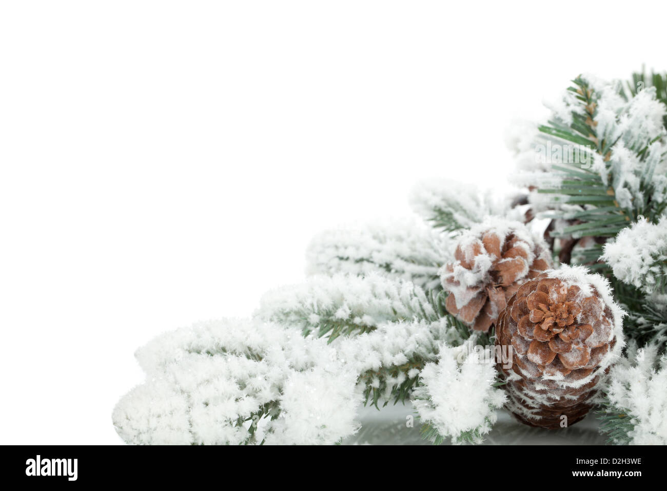 Fir tree branch covered with snow. Isolated on white background Stock ...