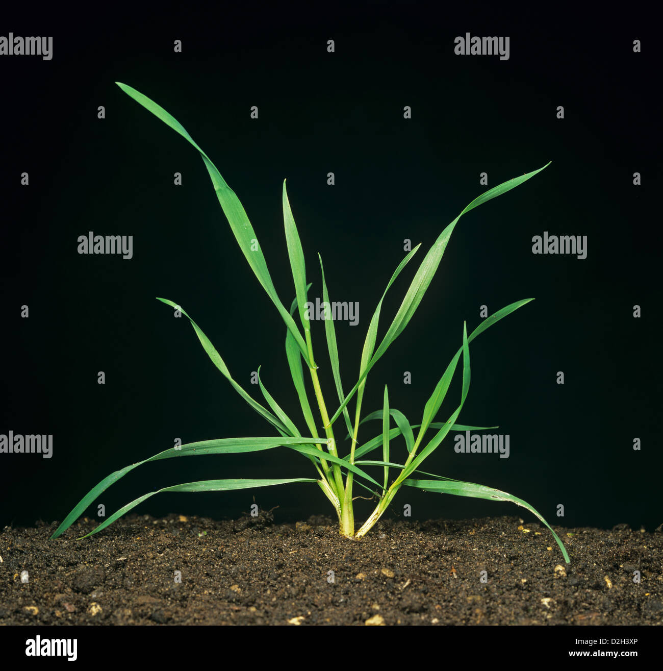 Winter wheat plant at Zadoks stage 30 (Feekes stage 5) two tillers in soil against a studio black background Stock Photo
