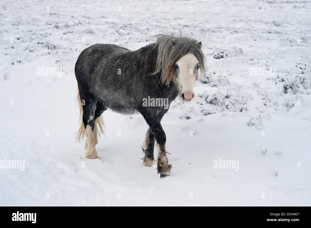 Church Stretton, Shropshire, UK. 24th January 2013. Wild pony in the snow on the Long Mynd.. Stock Photo