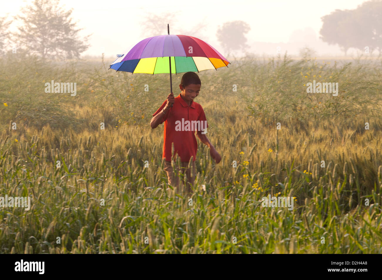 India, Uttar Pradesh, Agra boy running through crop field holding brightly coloured umbrella Stock Photo