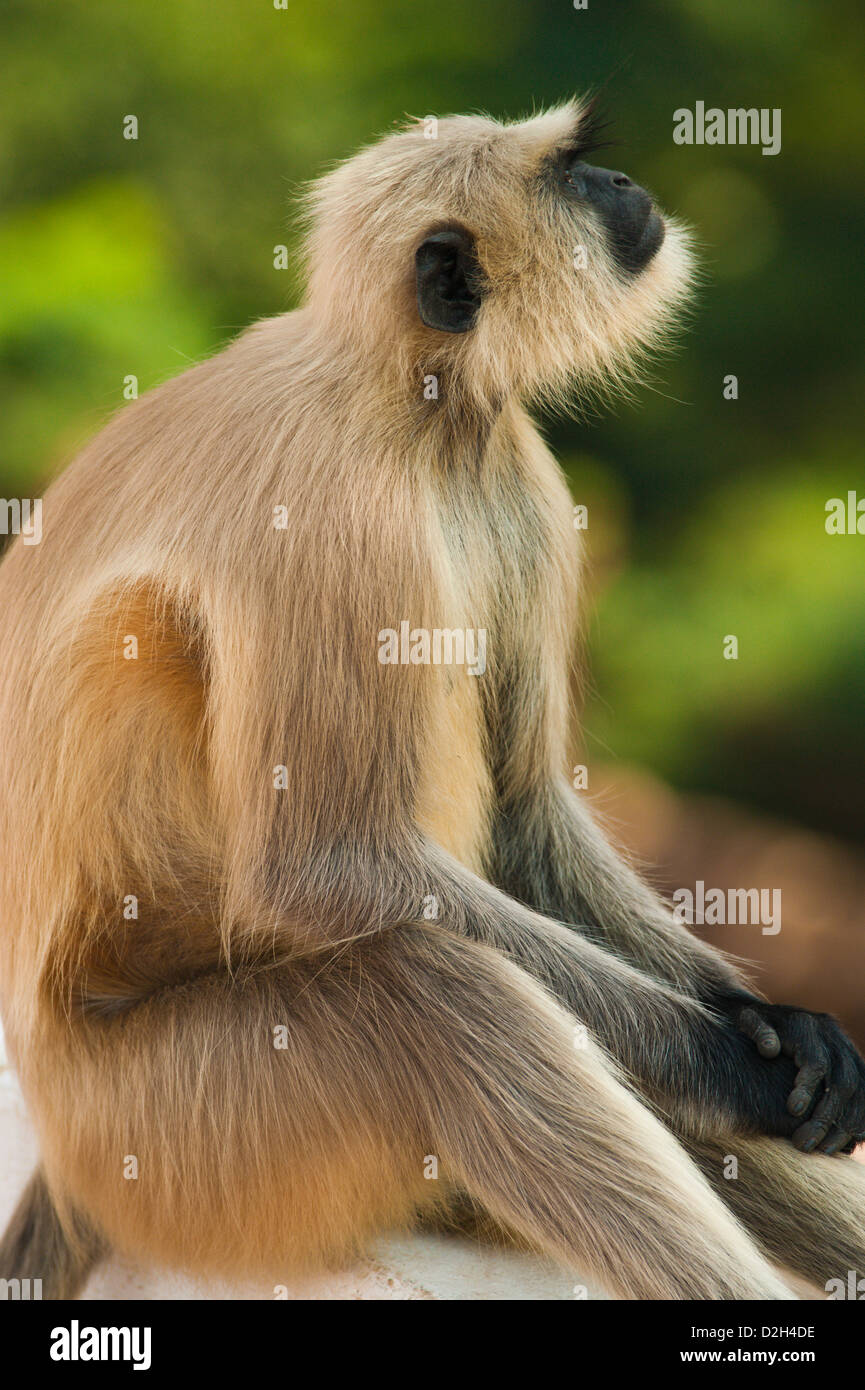 Rajgir Bihar India Stock Photo