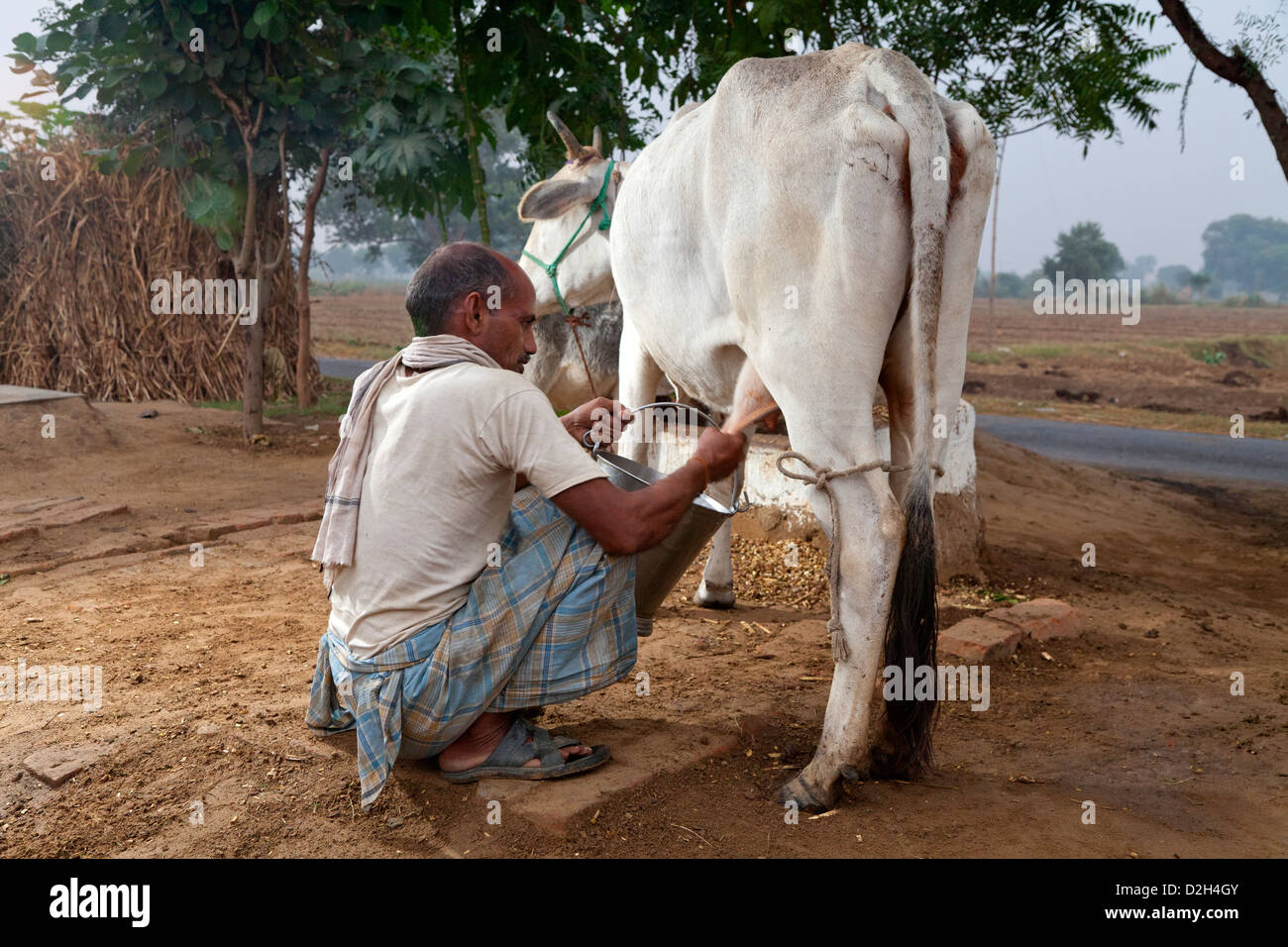 India, Uttar Pradesh, Indian Farmer milking cow at daybreak Stock Photo