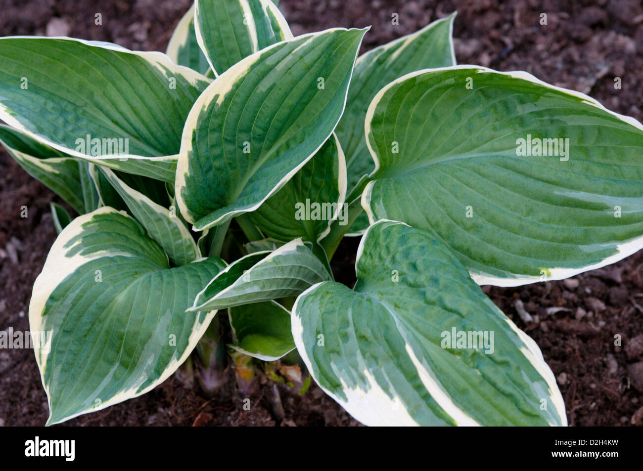 HOSTA FORTUNEI ALBOMARGINATA Stock Photo - Alamy