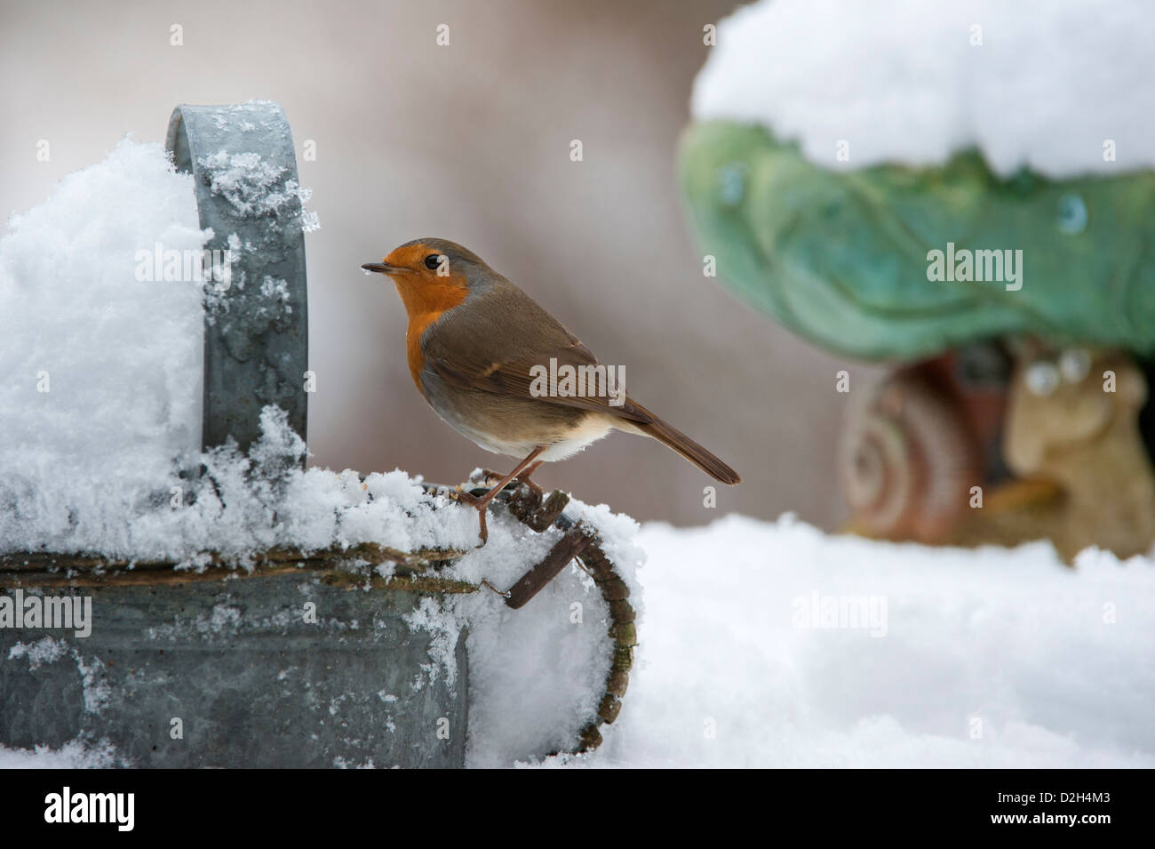 European Robin (Erithacus rubecula) perched on metal watering can in garden in the snow in winter, UK Stock Photo