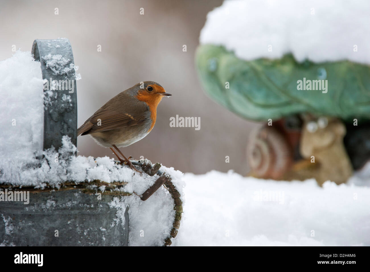 European Robin (Erithacus rubecula) perched on metal watering can in garden in the snow in winter, UK Stock Photo