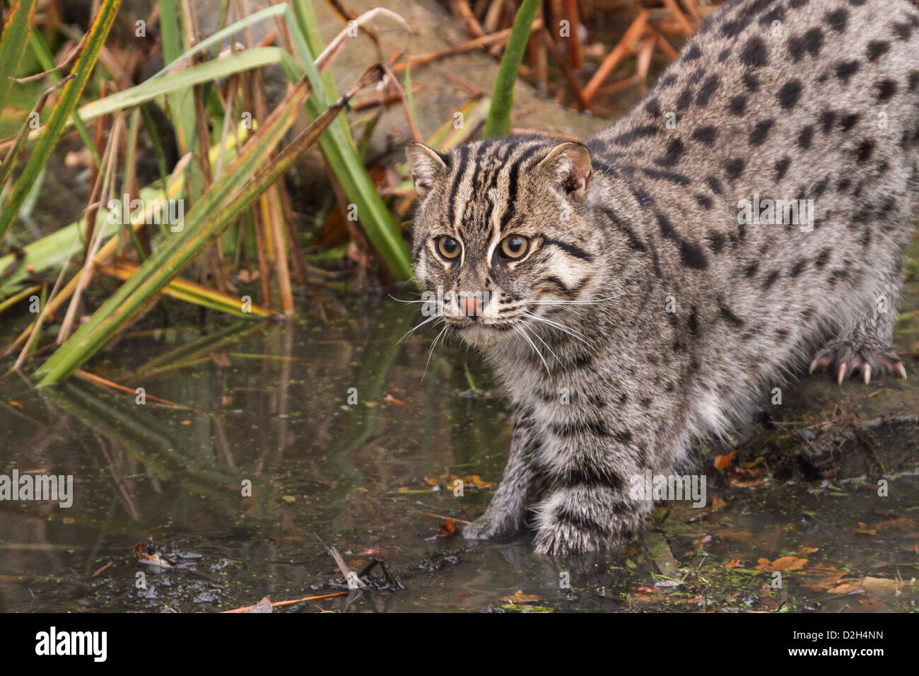 Webbed feet and claws hi-res stock photography and images - Alamy