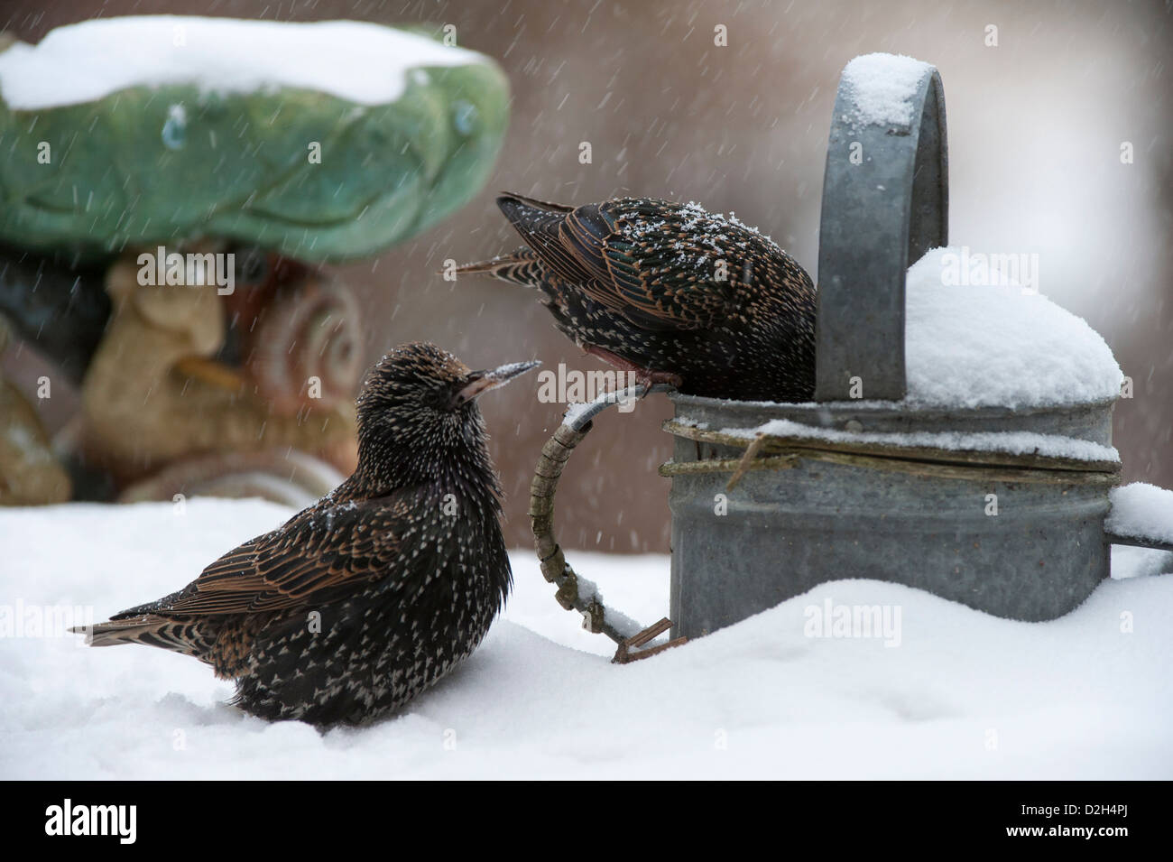 Two Common Starlings / European Starling (Sturnus vulgaris) foraging on bird table in garden during snow shower in winter Stock Photo