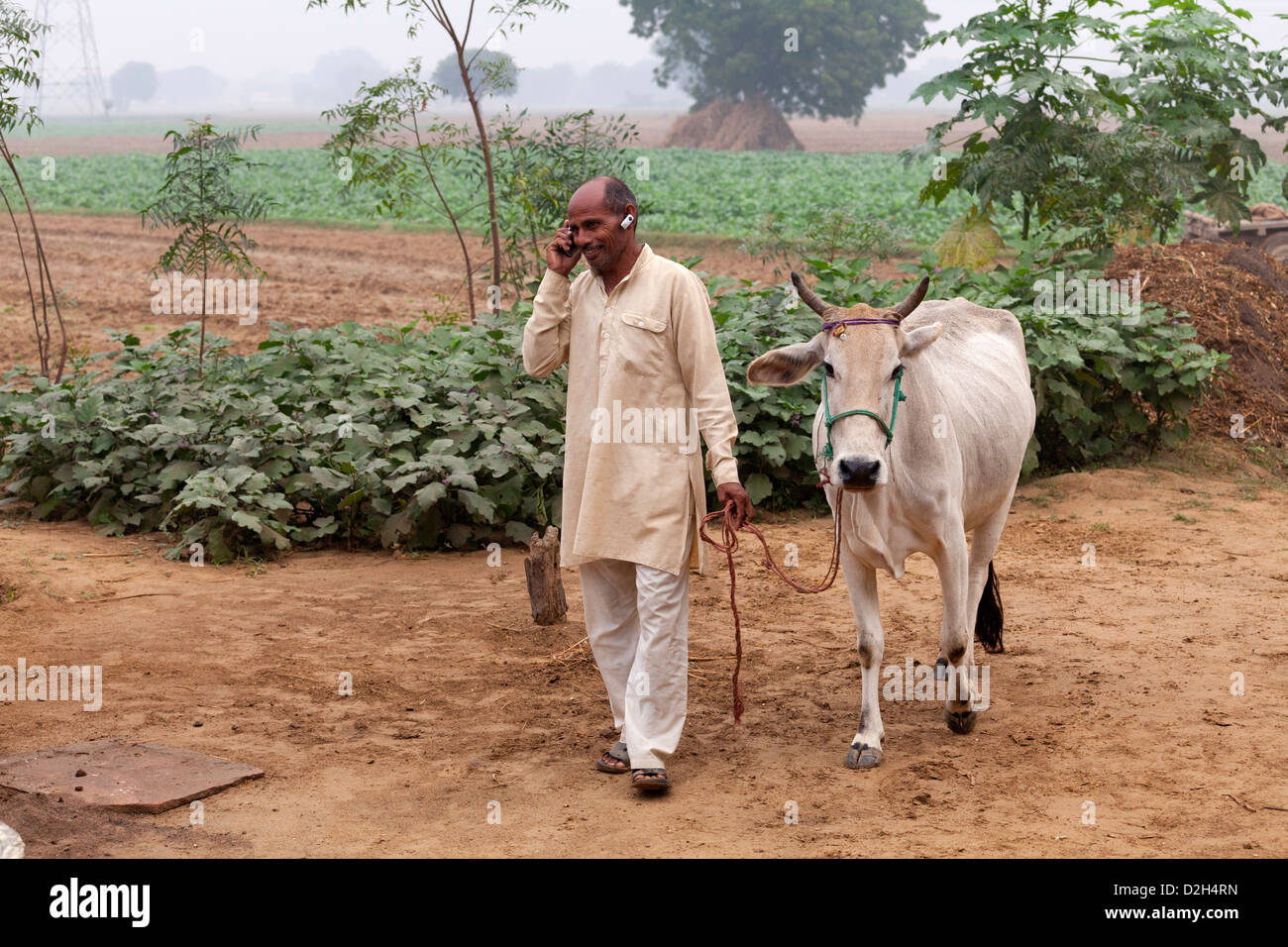 india, Uttar Pradesh, middle-aged farmer leading cow whilst using mobile phone and bluetooth headset Stock Photo