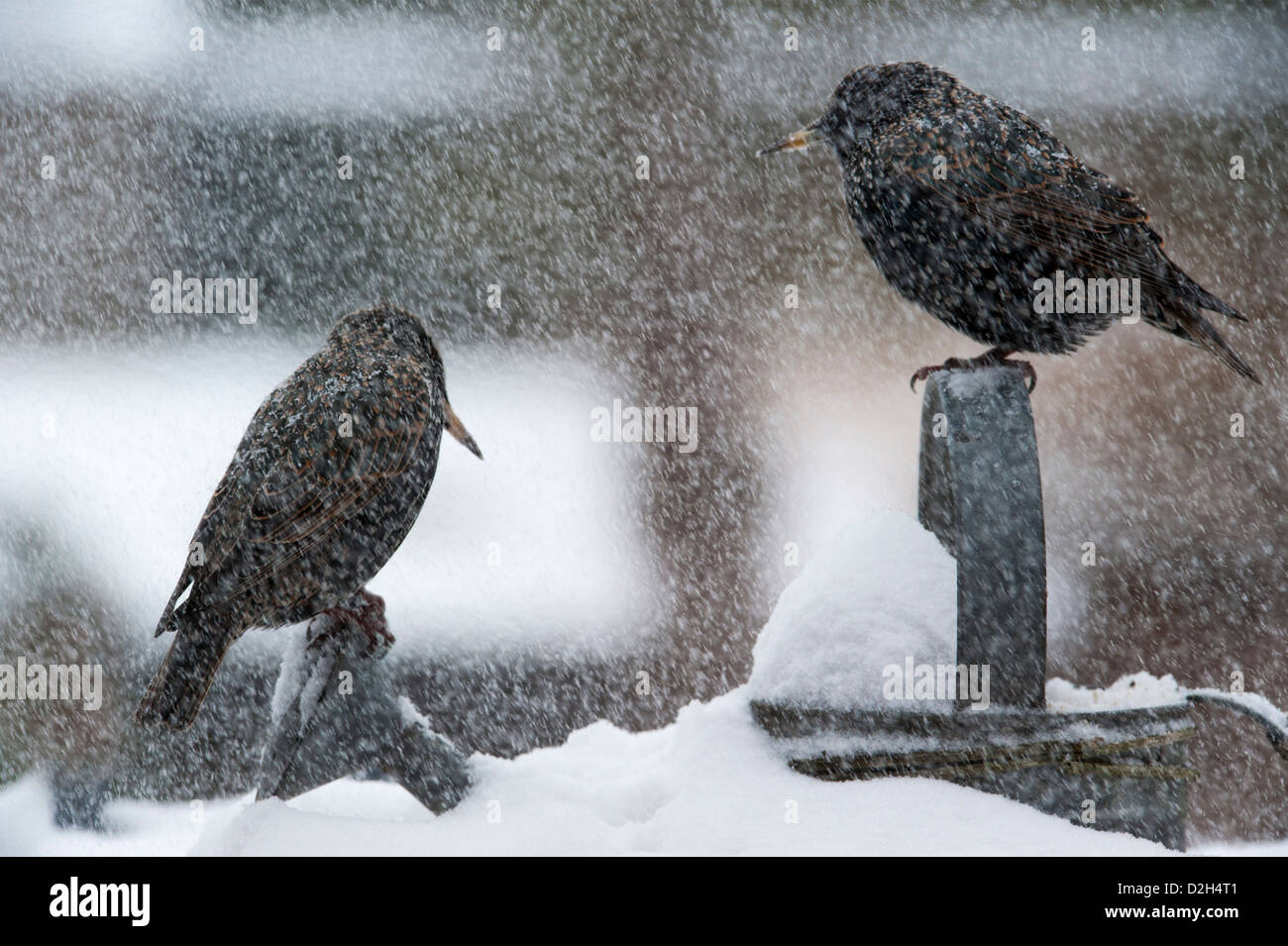 Two Common Starlings / European Starling (Sturnus vulgaris) perched on metal watering can in garden during snow shower in winter Stock Photo