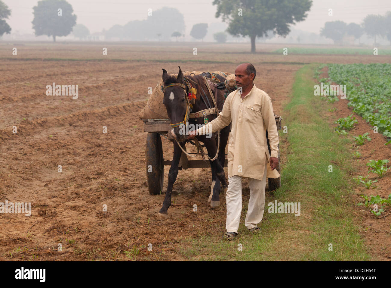 india, Uttar Pradesh, farmer leading horse and cart through field Stock Photo