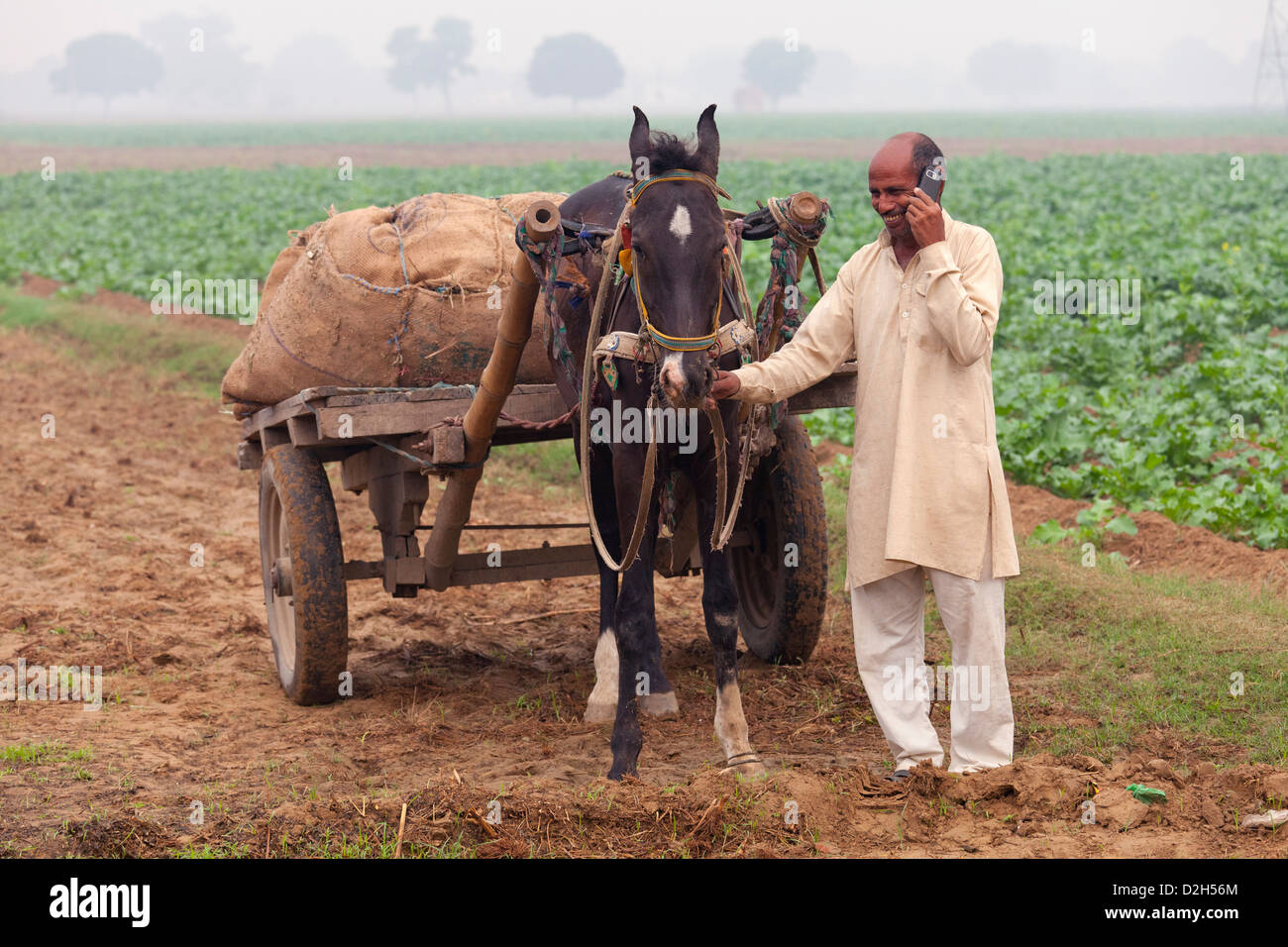 india, Uttar Pradesh, farmer leading horse and cart through field whilst using mobile phone Stock Photo