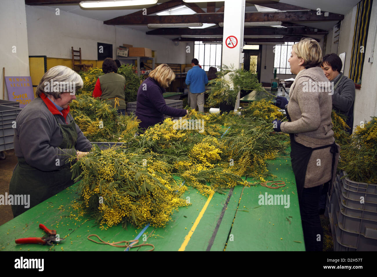 Harvest of mimosa on The Riviera in France, making bouquets workshop. Stock Photo