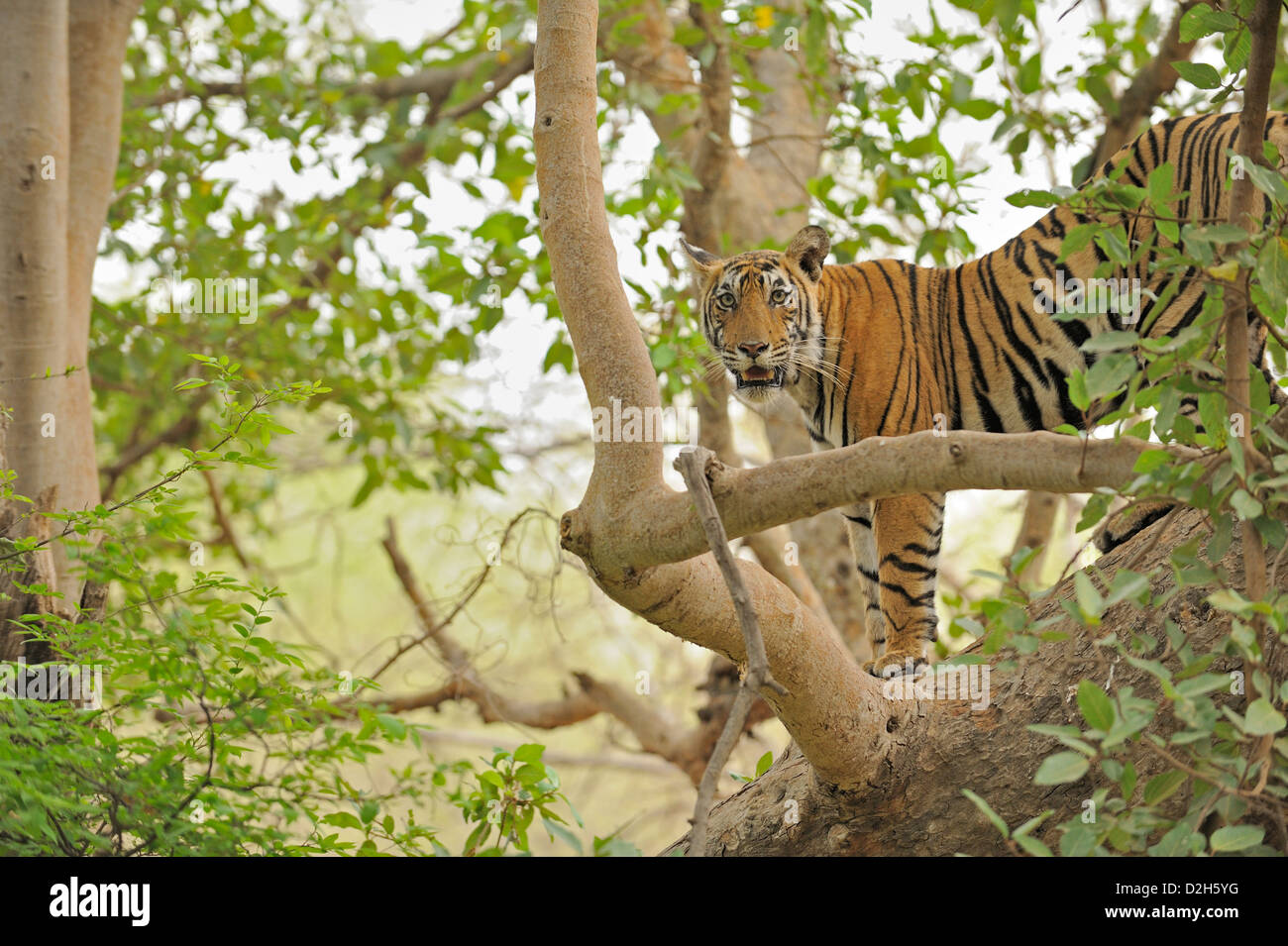 Tiger climbing a Ficus tree in Ranthanbhore tiger reserve Stock Photo