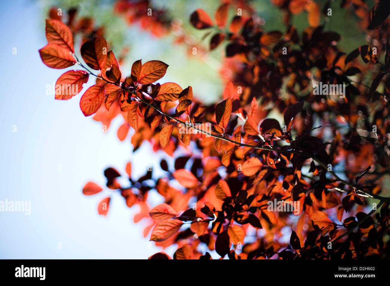 Seville, Spain, a blood plum branch in sunlight Stock Photo
