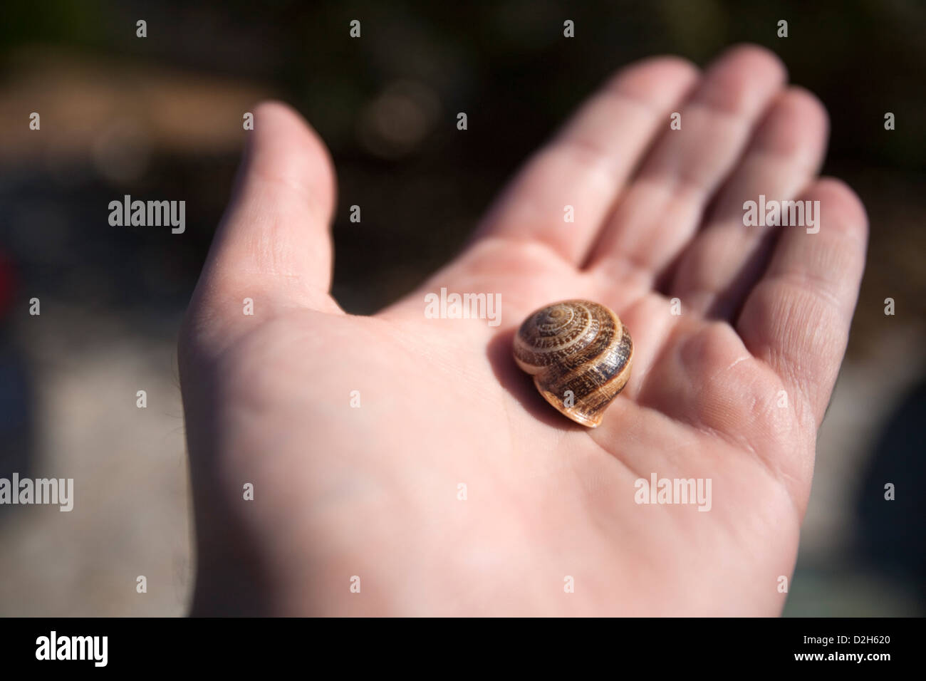 Faro, Portugal, a snail in a Maennerhand Stock Photo