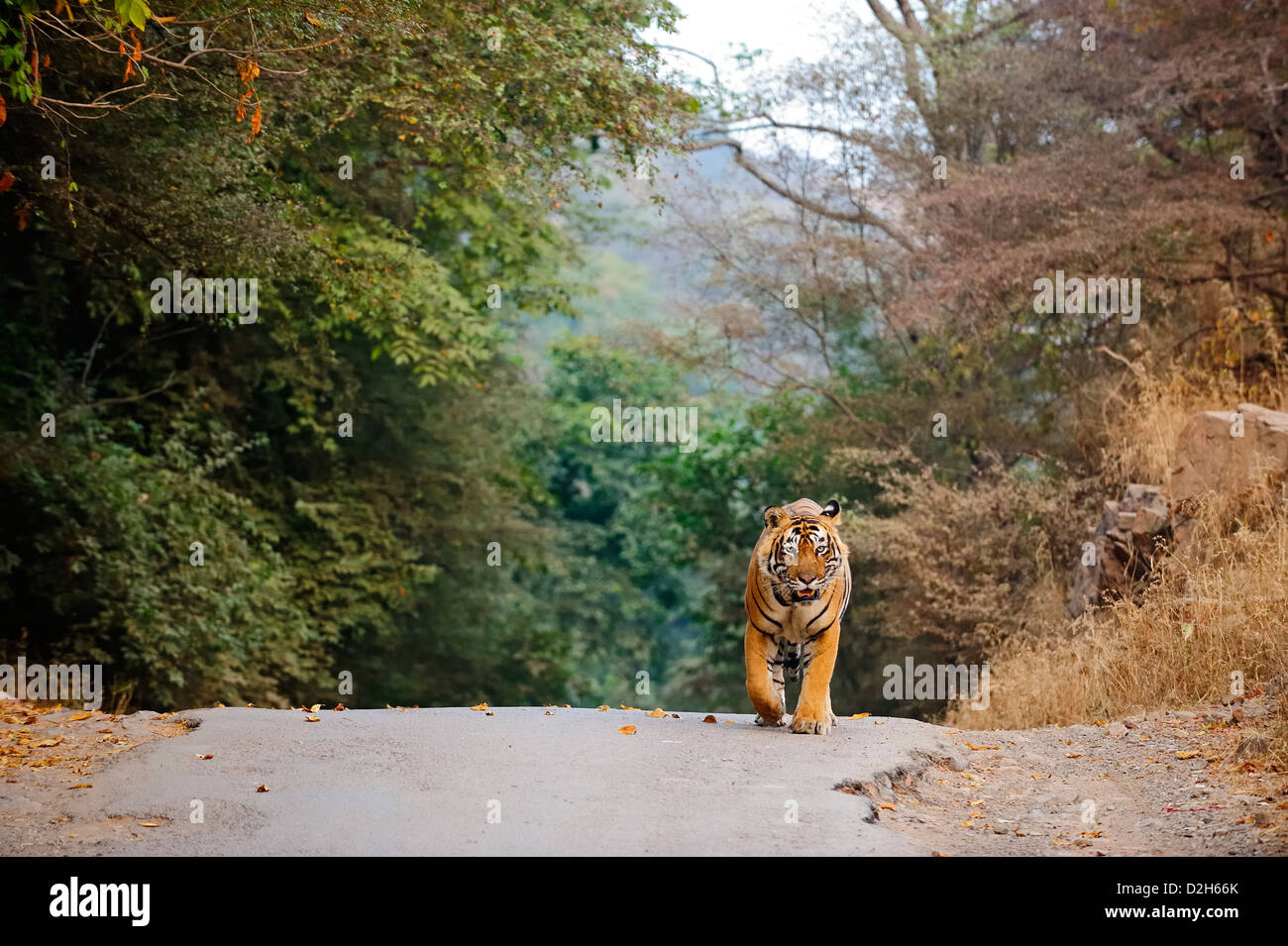 Tiger walking on a tarred road outside the Ranthambhore tiger reserve Stock Photo