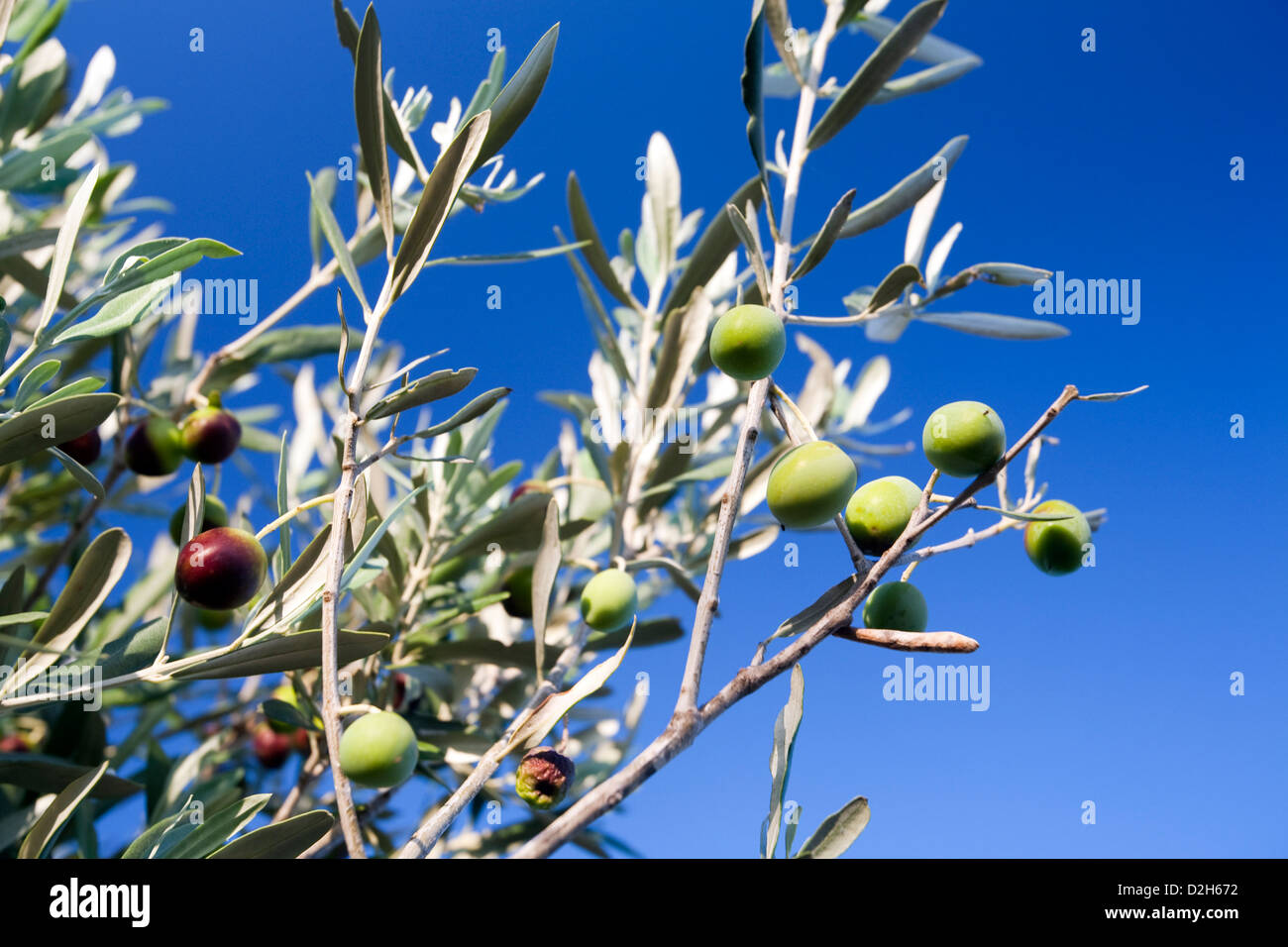 Faro, Portugal, olives on the olive tree Stock Photo Alamy