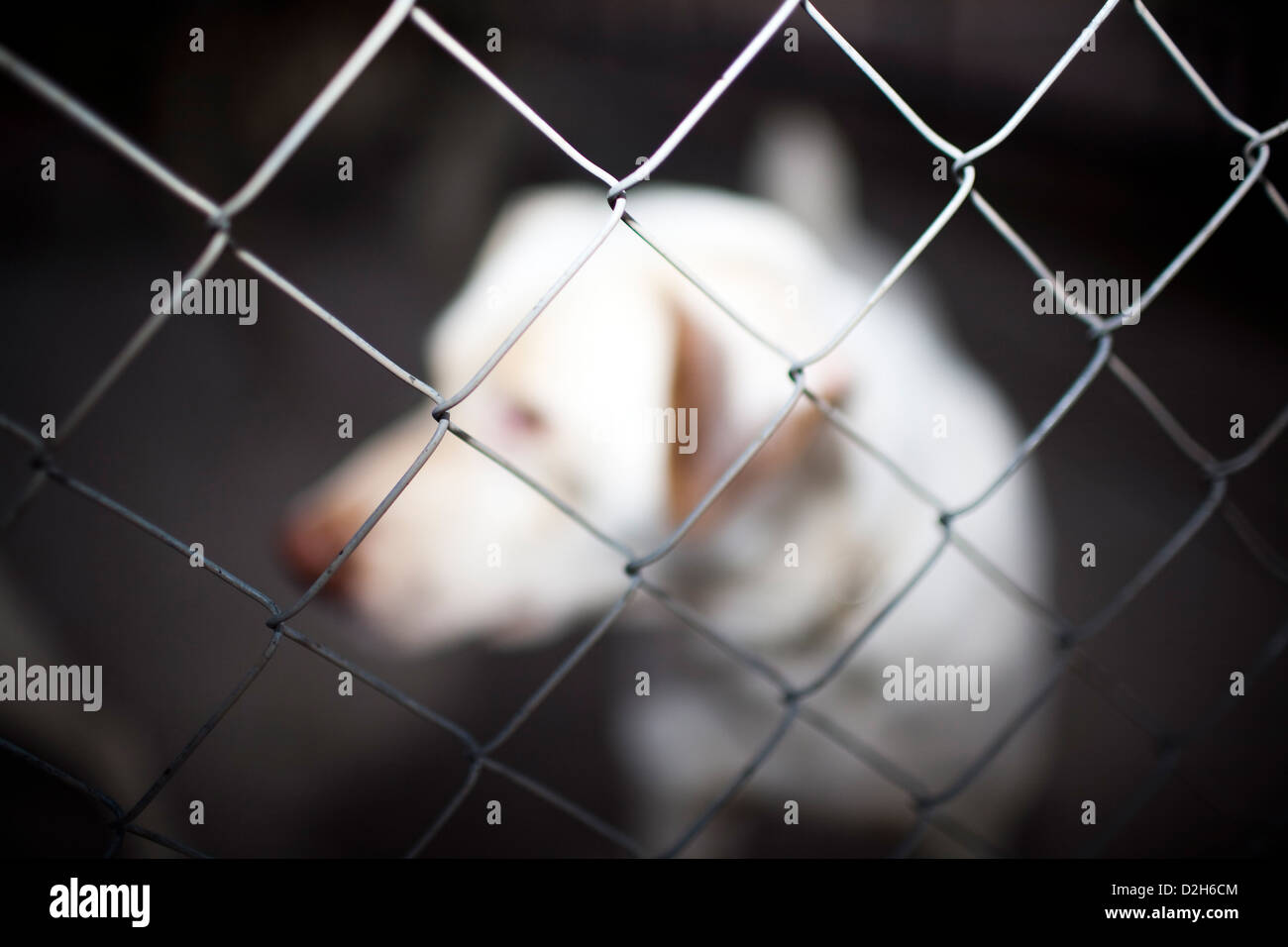 Seville, Spain, caged dog in a kennel Stock Photo