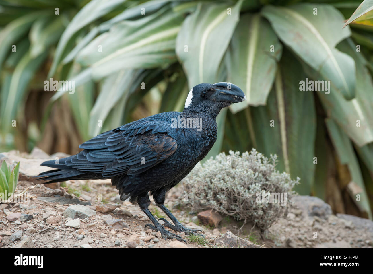 Thick-billed Raven (Corvus crassirostris), Simien mountains national park, Amhara region, North Ethiopia Stock Photo