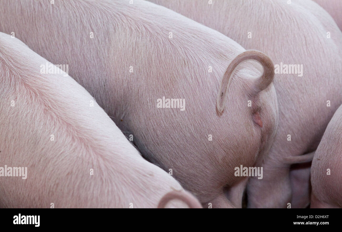 Berlin, Germany, the curly tail of a piglet Stock Photo