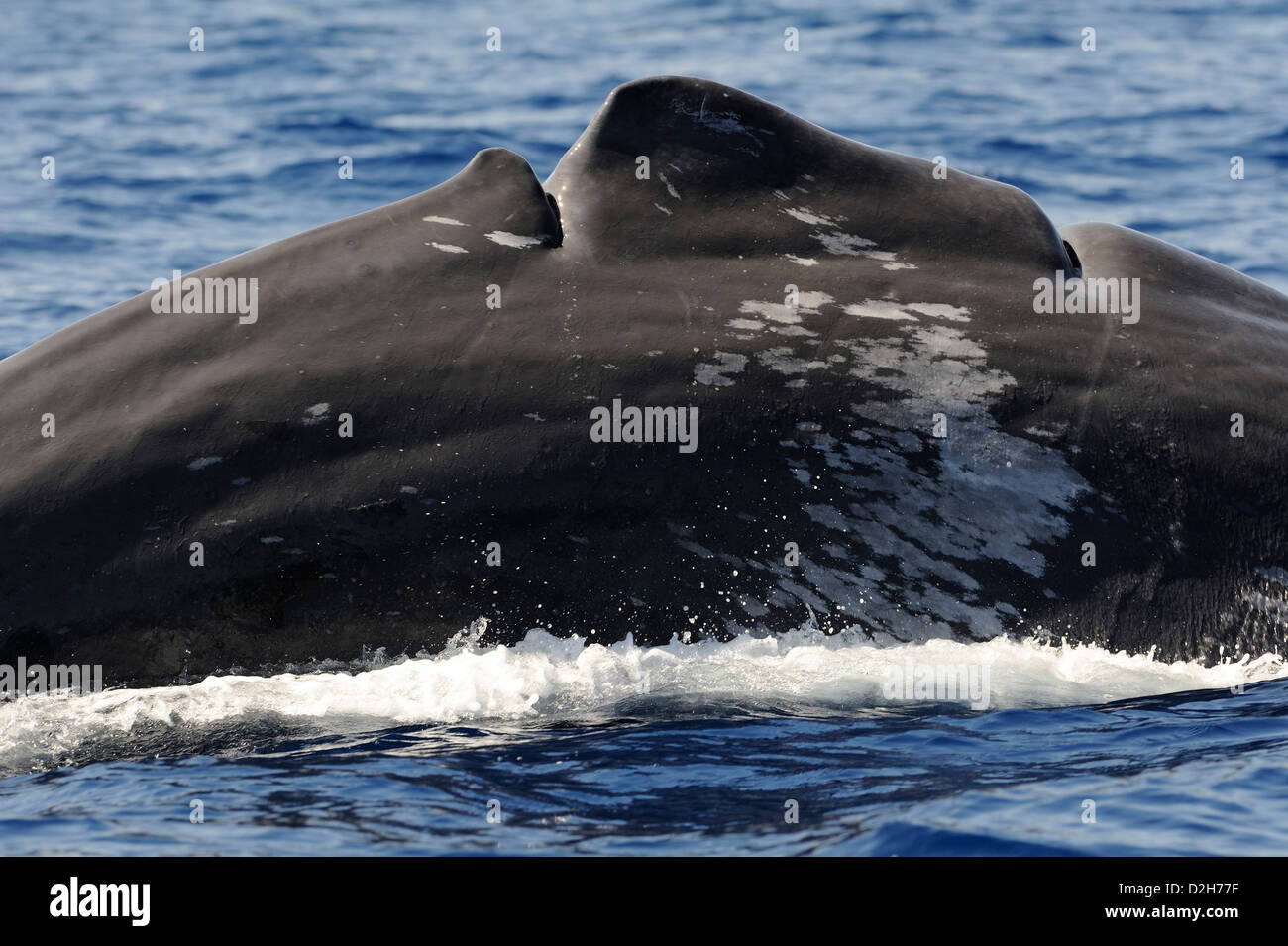 Sperm whale injured by boat propeller Stock Photo Alamy