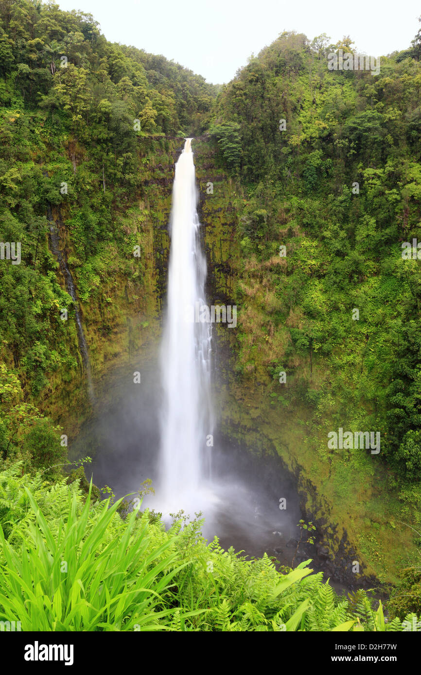 Pristine nature landscape scene showing the famous waterfall, Akaka falls in lush scenery at Hawaiian waterfall on Big Island Stock Photo