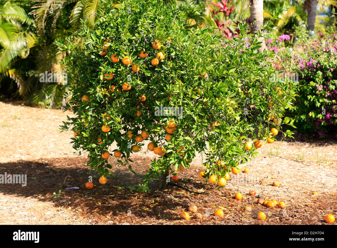 Orange tree in a Citrus grove farm in Florida Stock Photo Alamy