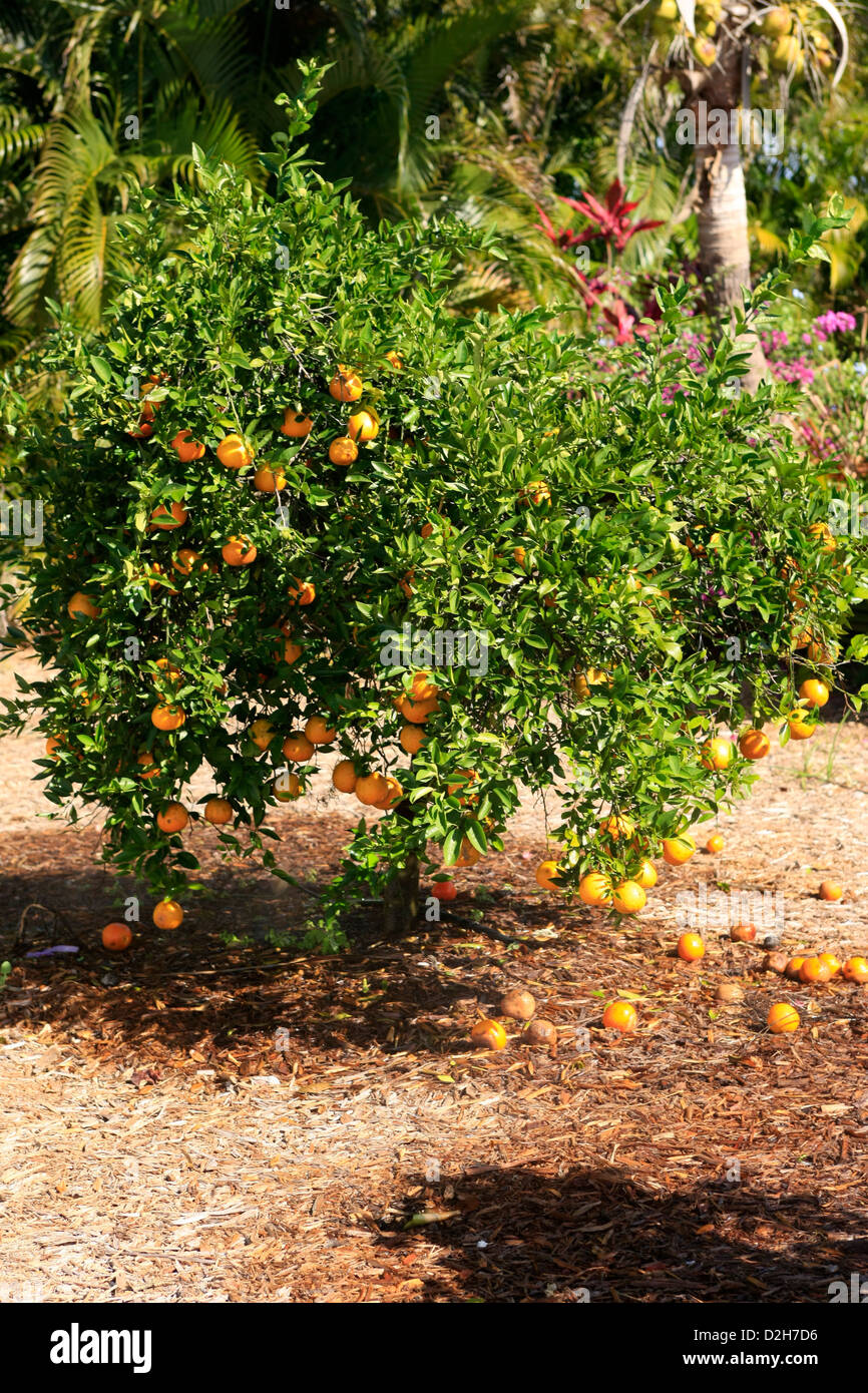 Orange tree in a Citrus grove farm in Florida Stock Photo Alamy