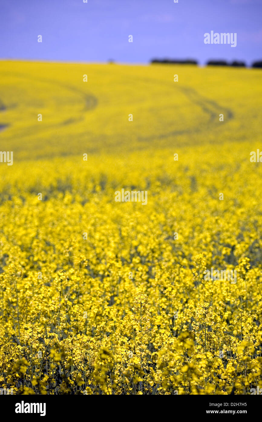 An expansive field of bright yellow rapeseed crops growing on the top