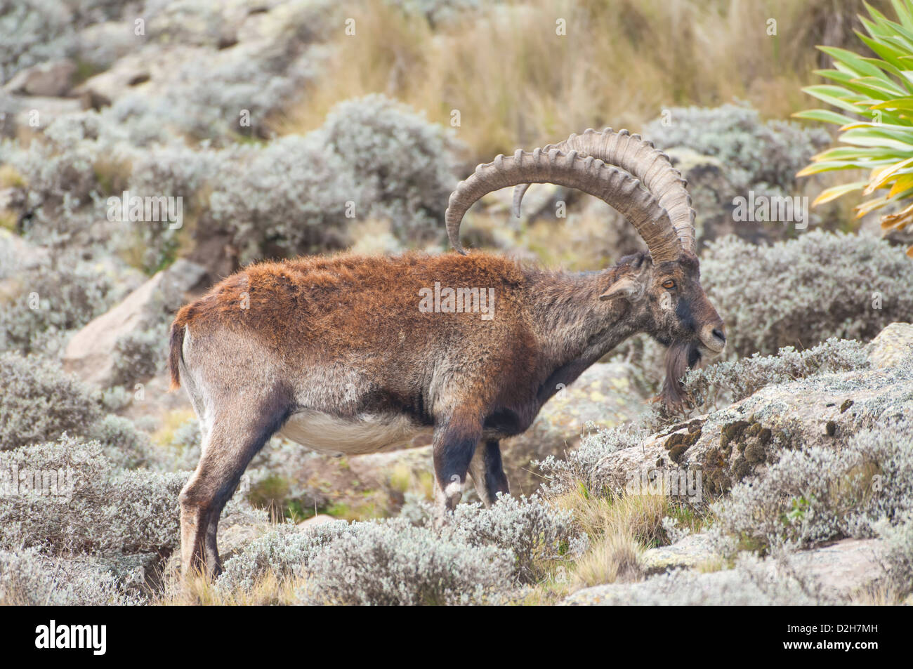 Walia Ibex (Capra walie) Stock Photo