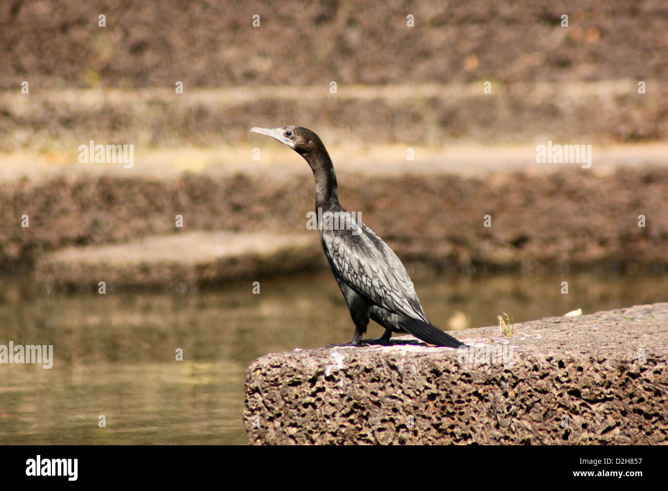 Indian Cormorant kerala India Stock Photo Alamy