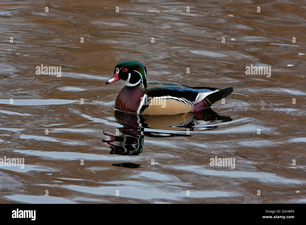 Wood Duck (Aix sponsa) male at Kings Pond, Victoria, Vancouver Island, BC, Canada in March with ripples and reflections on water Stock Photo